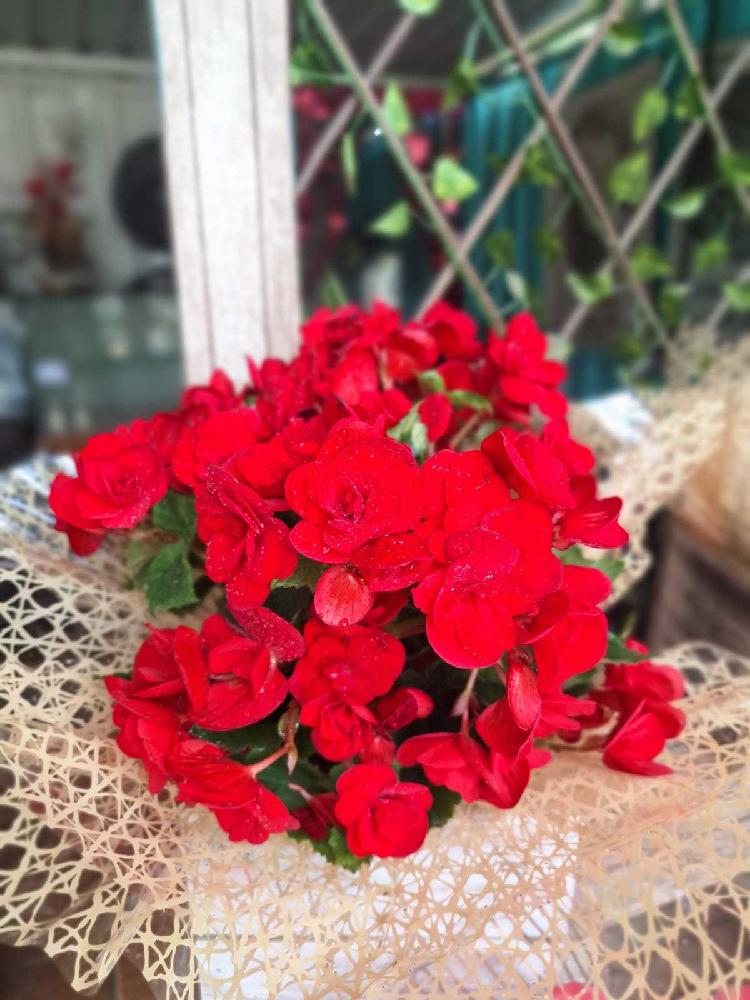 Begonias-(cachepot-de-madeira)