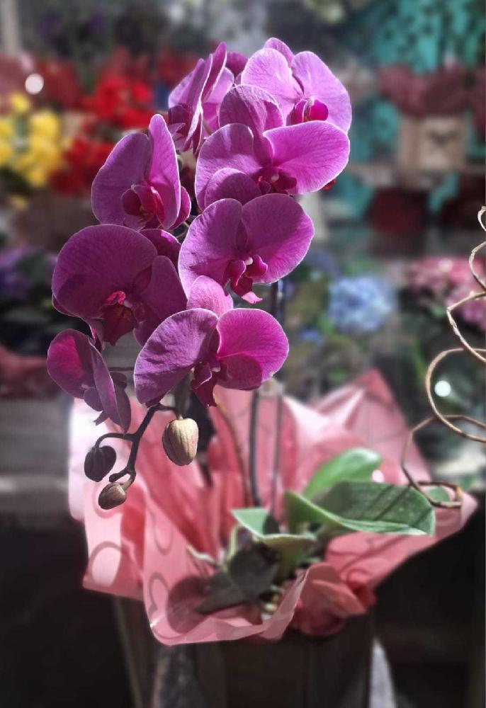 Orquidea-cascata-Luxo-(cachepot-madeira)