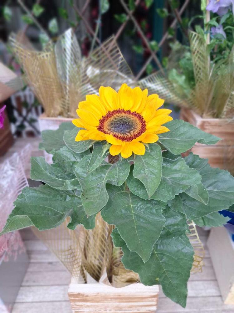 Girassol-Plantado-(cachepot-madeira)