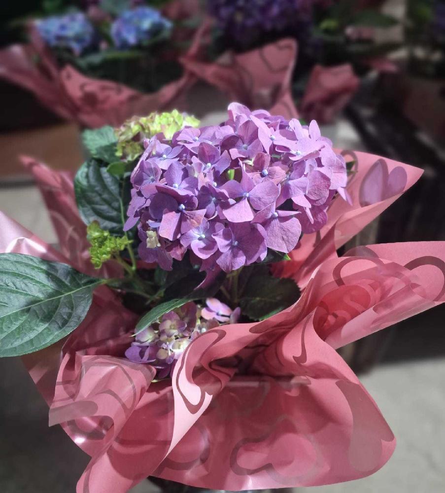 Hortencia-(cachepot-madeira)