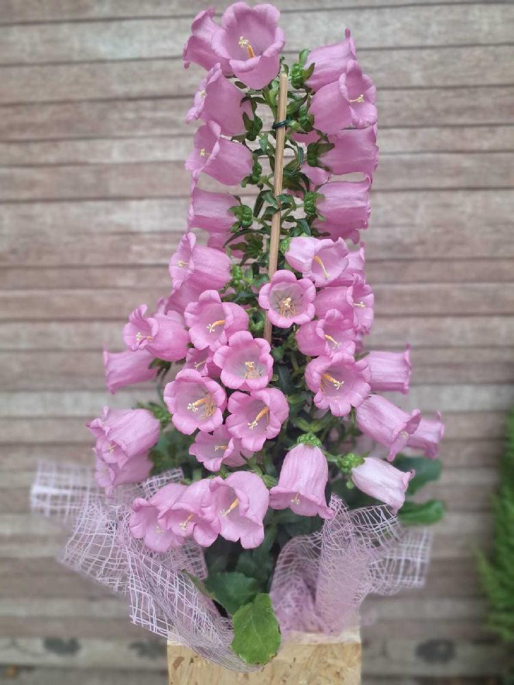 Campanula-(cachepot-madeira)