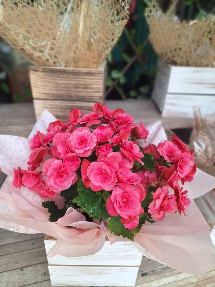 Begonias-(cachepot-de-madeira)