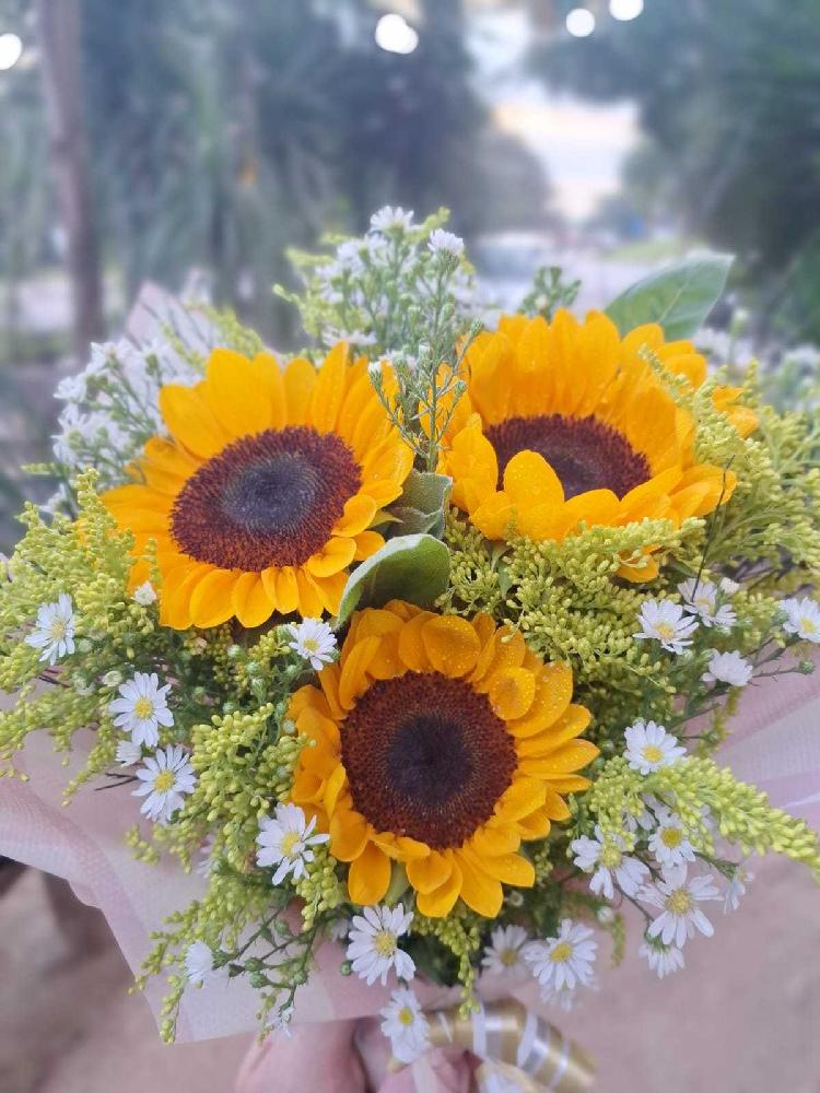 Buque--3-girassol---03